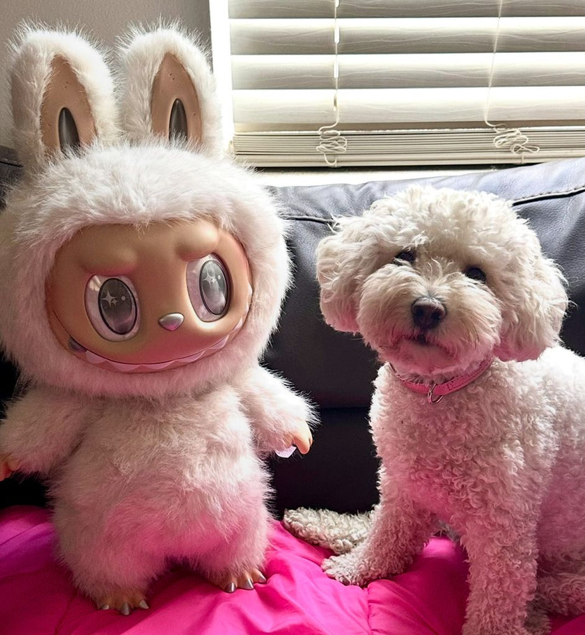Stop Giving Your Dog a Labubu: A Collector's Plea